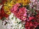 Grower Direct Flowers